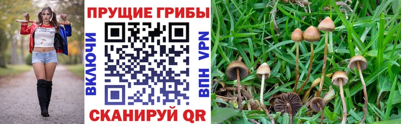 Галлюциногенные грибы Cubensis цены Южа
